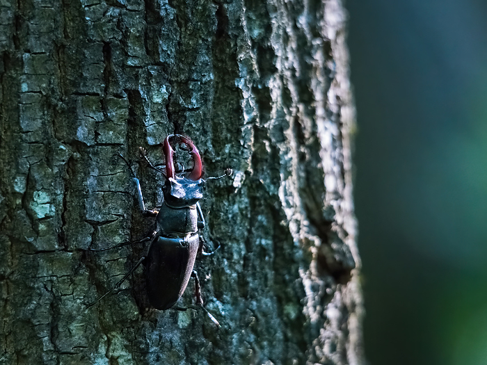 Stag beetle male on the bark of a tree StAG Beetle Male on the Bark of a Tree, by Zoonar Ewald Fr