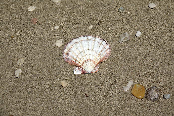 Shell on a beach Shell on a beach, by Zoonar Volker Rauch