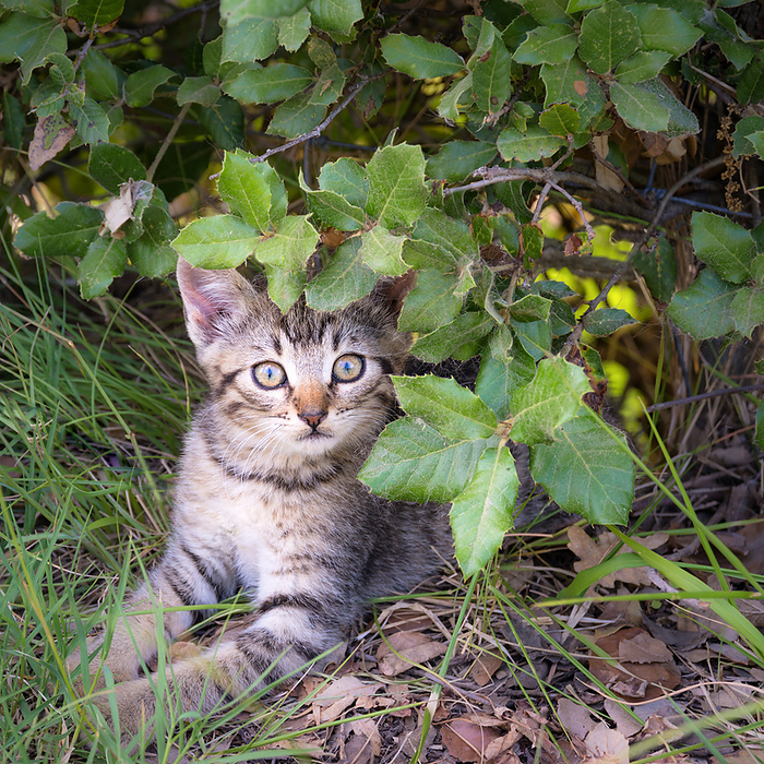 young kitten looking out of a bush Young Kitten Looking Out of a Bush, by Zoonar Ewald Fr
