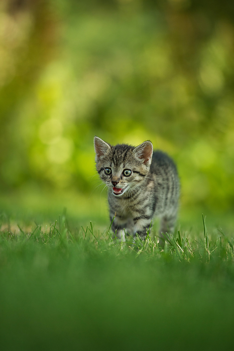 Kitten running in a meadow Kitten Running in A Meadow, by Zoonar Judith Dzierz