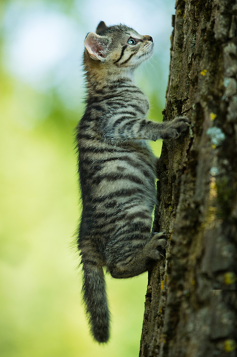 Kitten climbs up a tree Kitten Climbs up a Tree, by Zoonar Judith Dzierz