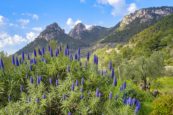 The pride of Madeira in the gardens of Alfabia at the foot of the Tramuntana Mountains The Pride of Madeira in the Garden of Alfabia at the Foot of the Tramuntana Mountains, by Zoonar Dieter Meyer