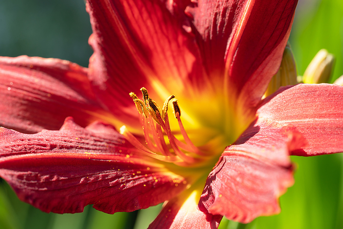 Day lily, Hemerocallis Day Lily, Hemerocallis, by Zoonar Alexander Lud