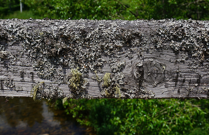 Lichen on the wooden railing of a bridge over the Breg in the southern Black Forest, Germany Lichen on the Wooden Railing of a Bridge Over The Breg in the Southern Black Forest, Germany, by Zoonar J rgen Vogt