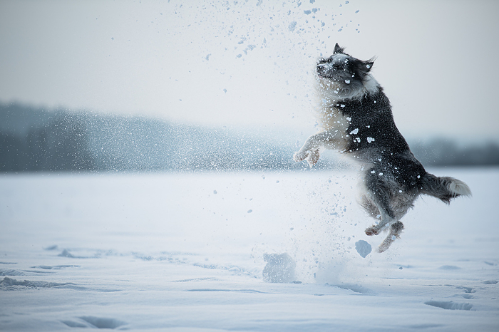 Border collie dog in winter landscape Border Collie Dog in Winter Landscape, by Zoonar Judith Kiener