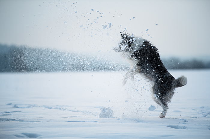 Border collie dog in winter landscape Border Collie Dog in Winter Landscape, by Zoonar Judith Kiener