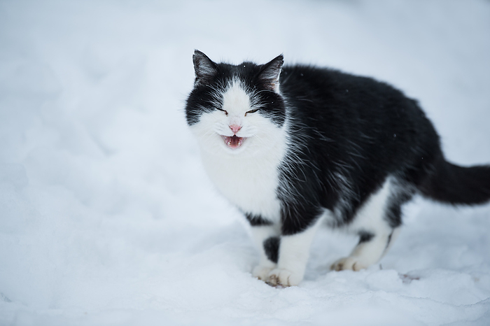 Stray domestic cat in winter landscape Stray Domestic Cat in Winter Landscape, by Zoonar Judith Dzierz