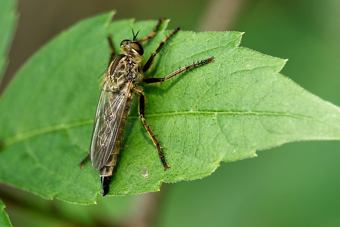 Gemeine Raubfliege Common piercing fly, by Zoonar Juergen Lands