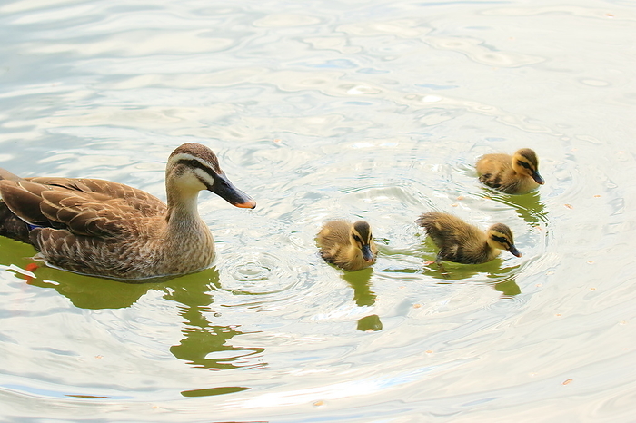 family of ducklings