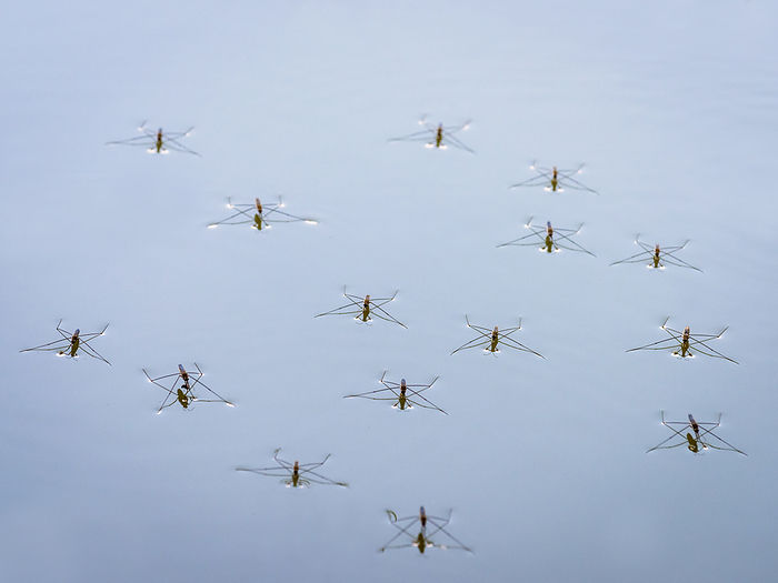 Group of water striders on a lake Group of Water Striders on a Lake, by Zoonar Ewald Fr