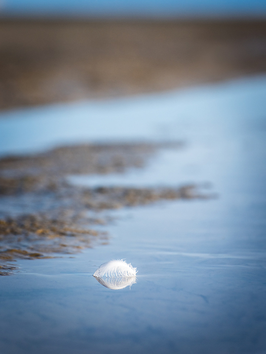feather on the beach Feather on the Beach, by Zoonar Ewald Fr