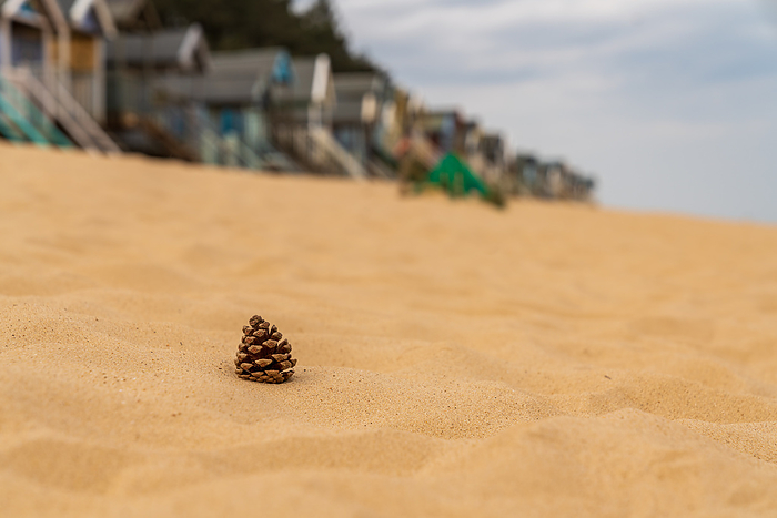 A fir cone on the beach, seen in Wells next the Sea, Norfolk, England A Fir Cone on the Beach, Lakes in Wells Next the Sea, Norfolk, England, by Zoonar Bernd Bruegge