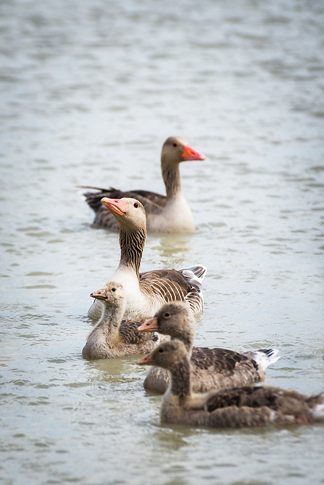 Greylag goose family Greylag Goose Family, by Zoonar Ewald Fr