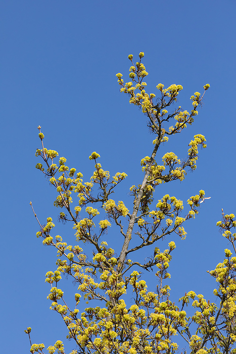 Bl ten des Spitzahorns Flowers of the pointed maple, by Zoonar Thorsten Schi