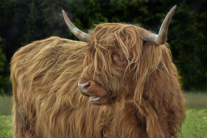 scottish higland cattle Scottish Higland Cattle, by Zoonar JOACHIM G. PI