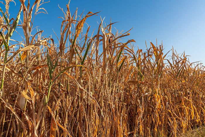 A dried up cornfield A dried up cornfield, by Zoonar Bernd Bruegge