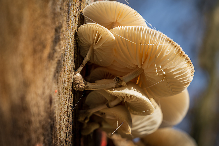 A mushroom on a tree trunk A Mushroom on a Tree Trunk, by Zoonar Bernd Bruegge