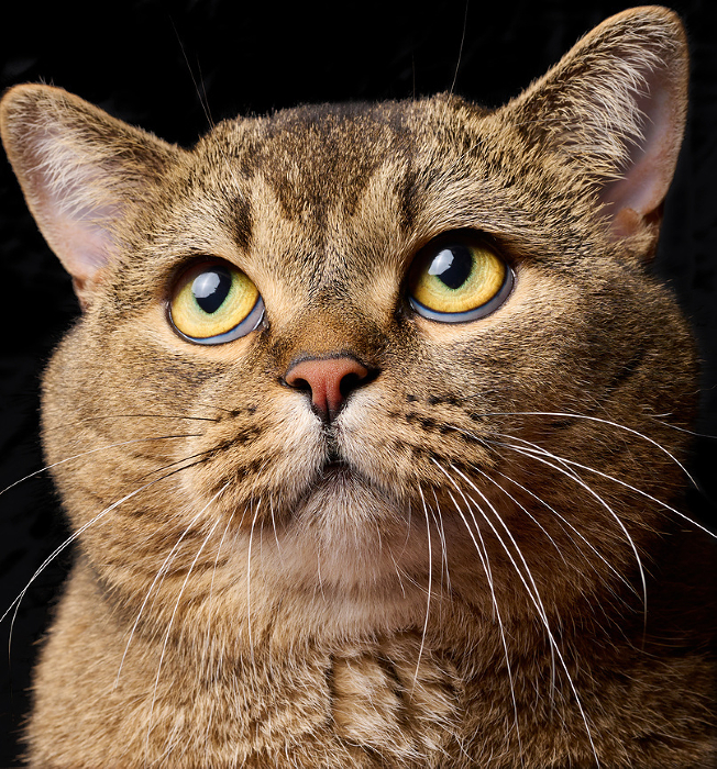 Portrait of an adult gray Scottish straight eared cat against a black background, animal looking up Portrait of an adult gray Scottish straight eared cat against a black background, animal looking up