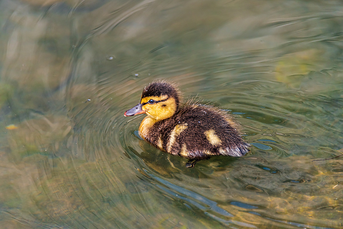 One Duckling on a river One duckling on a river, by Zoonar fabio lotti