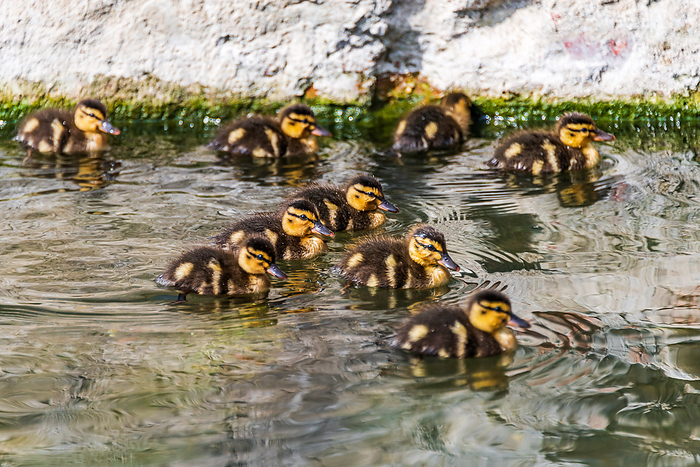 Group of duckling Group of Duckling, by Zoonar fabio lotti