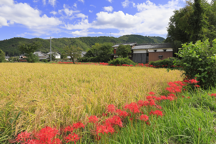 Higanbana no Sato  in Kameoka Sogabe, Kyoto Prefecture Cluster of higanbana flowers with traditional farming village scenery