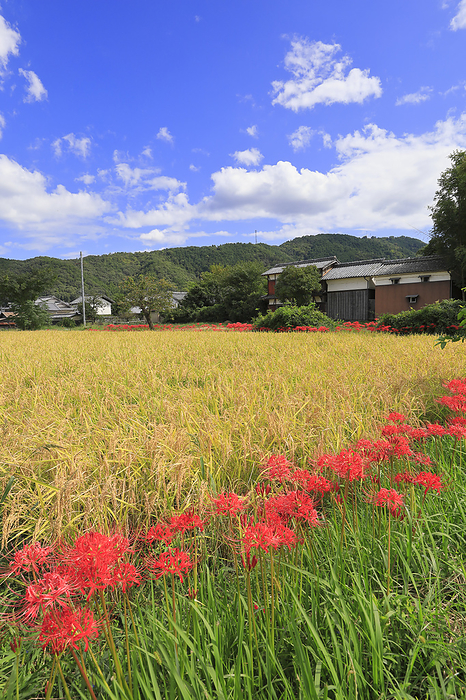 Higanbana no Sato  in Kameoka Sogabe, Kyoto Prefecture Cluster of higanbana flowers with traditional rural landscape