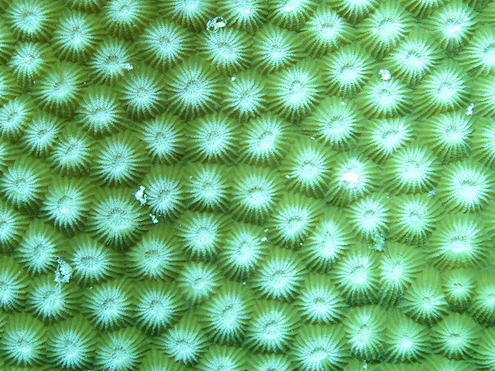 Ray Coral   Diploastrea heliopora Ray Coral   Diploastrea heliopora