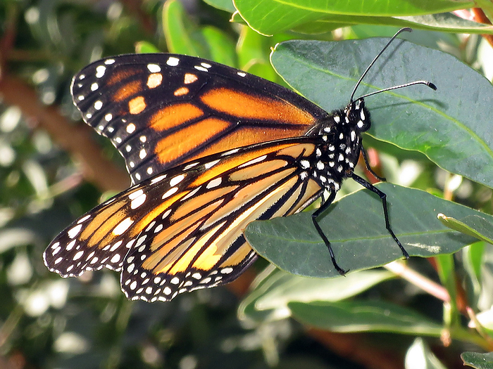 milkweed butterfly, monarch, wanderer milkweed butterfly, monarch, wanderer