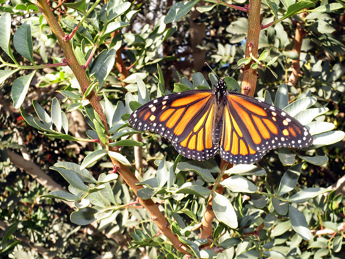 milkweed butterfly, monarch, wanderer milkweed butterfly, monarch, wanderer