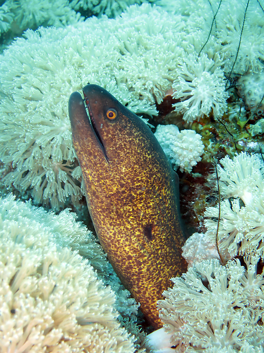 Sooty moray eel  Gymnothorax flavimrginatus  Sooty moray eel  Gymnothorax flavimrginatus 