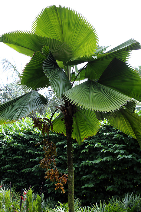 Ruffled Fan Palm, Vanuatu Fan Palm or Palas Palm Ruffled Fan Palm, Vanuatu Fan Palm or Palas Palm