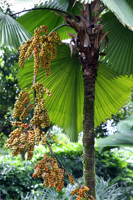Ruffled Fan Palm, Vanuatu Fan Palm or Palas Palm Ruffled Fan Palm, Vanuatu Fan Palm or Palas Palm