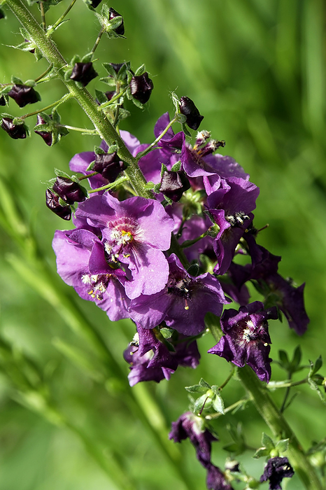 purple mullein or temptress purple  Verbascum phoeniceum  purple mullein or temptress purple  Verbascum phoeniceum 