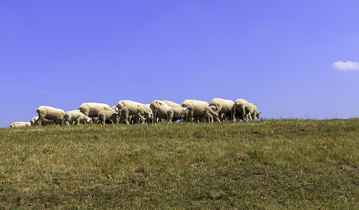 Deich sheep with lambs on the Lower Rhine, June, North Rhine-Westphalia, Germany, Europe