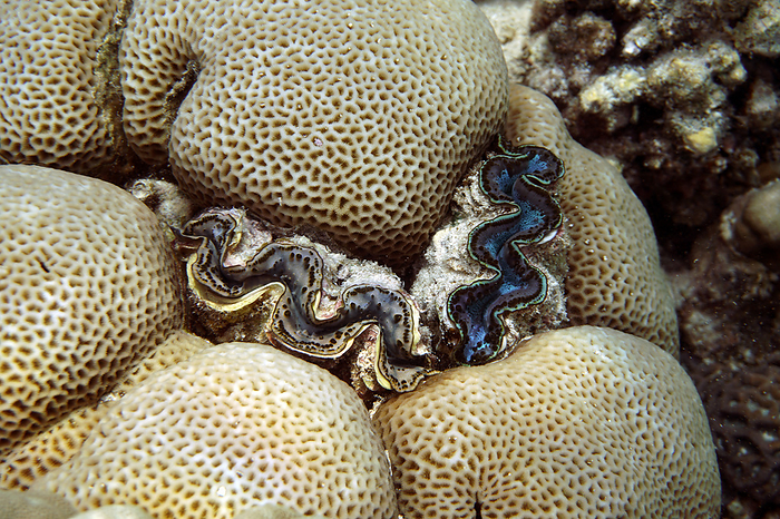 boring clam, crocus clam, crocea clam or saffron coloured clam in a stone coral boring clam, crocus clam, crocea clam or saffron coloured clam in a stone coral