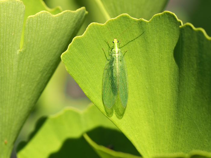 Maidenhair tree with Lacewing