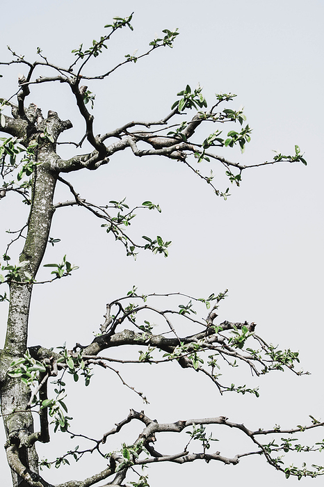 detail of pruned quince tree