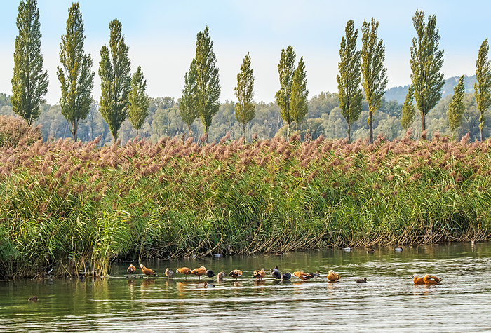 Water birds, dominating 'Ruddy Shelducks', Lake Constance