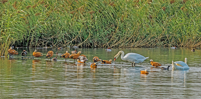 Mute Swans 'Cygnus olor' and dominating 'Ruddy Shelducks', Lake Constance