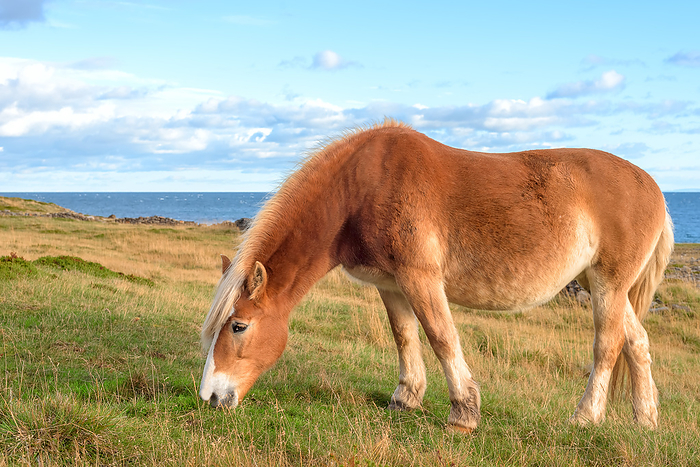 The red horse who is grazed on the seashore