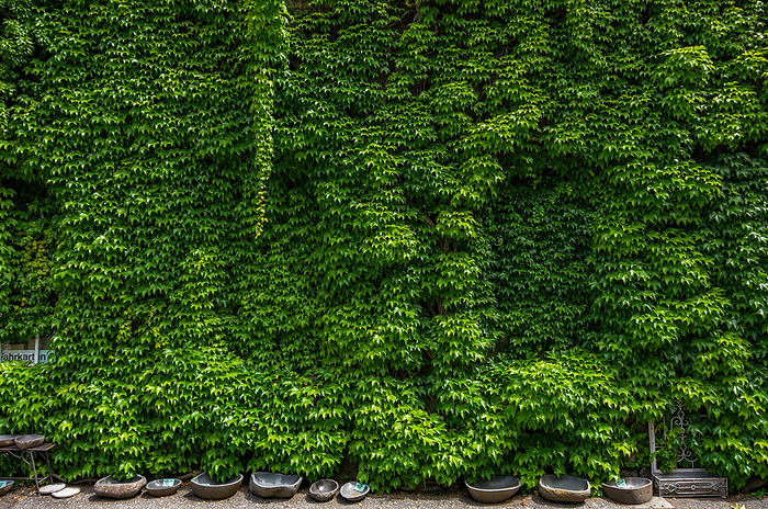 Wuchernder Efeu an einer Hauswand Ivy On A House Wall