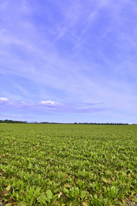 beet field