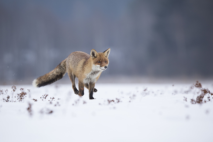 Rotfuchs,Vulpes vulpes, red fox Rotfuchs,Vulpes vulpes, red fox, by Zoonar Bosch Marcus