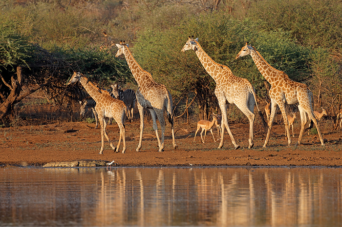 Giraffes  Giraffa camelopardalis  and other wildlife at a waterhole Giraffes  Giraffa camelopardalis  and other wildlife at a waterhole, by Zoonar Nico Smit