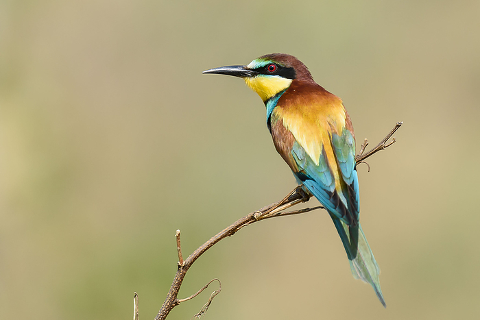 Bee eater in natural Oasis Bee eater in natural Oasis, by Zoonar Fabio Lotti