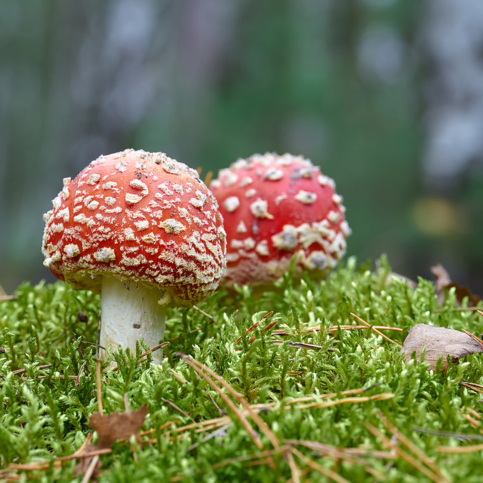 Toadstools  Amanita muscaria  grow on the forest floor in autumn Toadstools  Amanita muscaria  grow on the forest floor in autumn, by Zoonar HEIKO KUEVERL