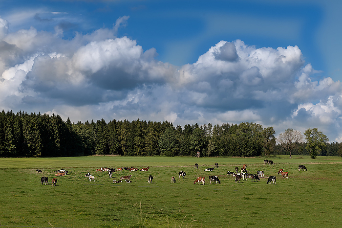 cows in meadow cows in meadow, by Zoonar Christiane We
