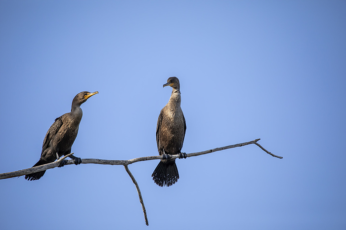 The double crested cormorant  Nannopterum auritum  The double crested cormorant  Nannopterum auritum , by Zoonar KAREL BOCK