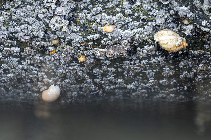 Dog Whelk and Common Rock Barnacles on the Danish North Sea coast   Nucella lapillus Dog Whelk and Common Rock Barnacles on the Danish North Sea coast   Nucella lapillus, by Zoonar Helge Schulz