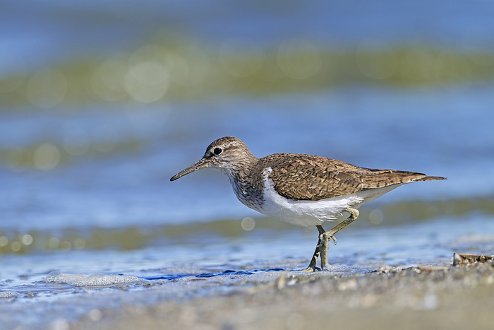 Common Sandpiper at the wash margin looking for food   Actitis hypoleucos Common Sandpiper at the wash margin looking for food   Actitis hypoleucos, by Zoonar Helge Schulz